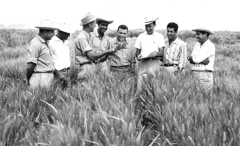 Dr. Norman Borlaug seen standing in Mexican
          wheat field with a group of biologists